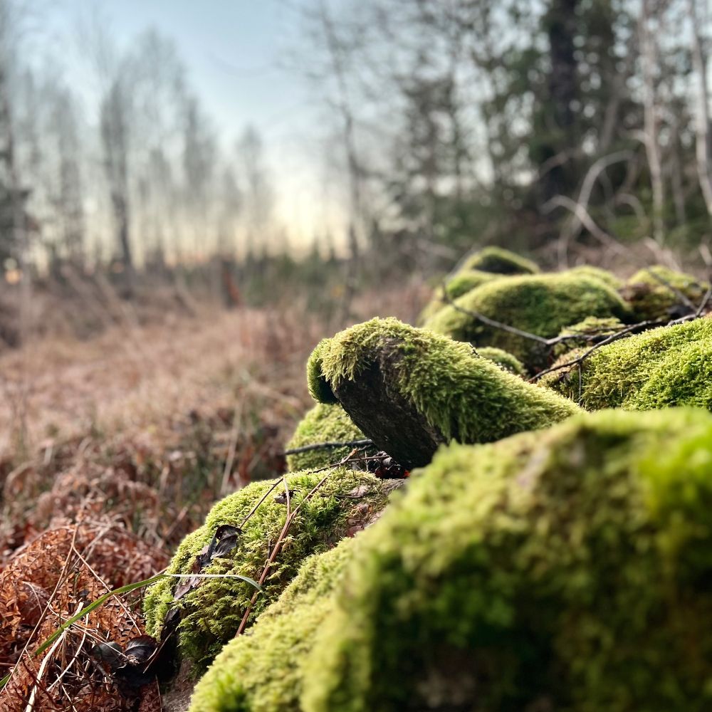 svensk skov