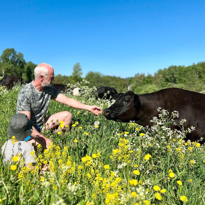 bondegårdsferie hilser på ko