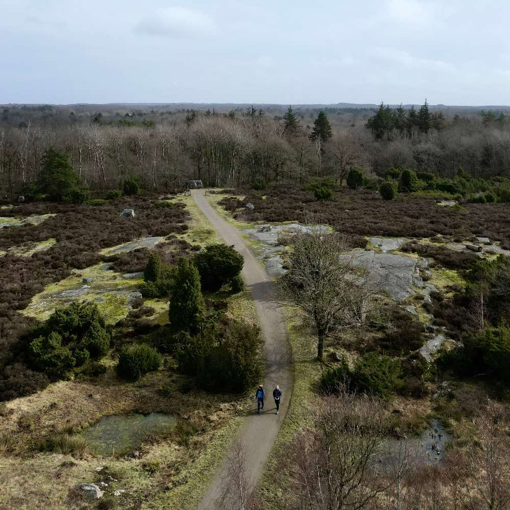 rutsker højlyngen på Bornholm