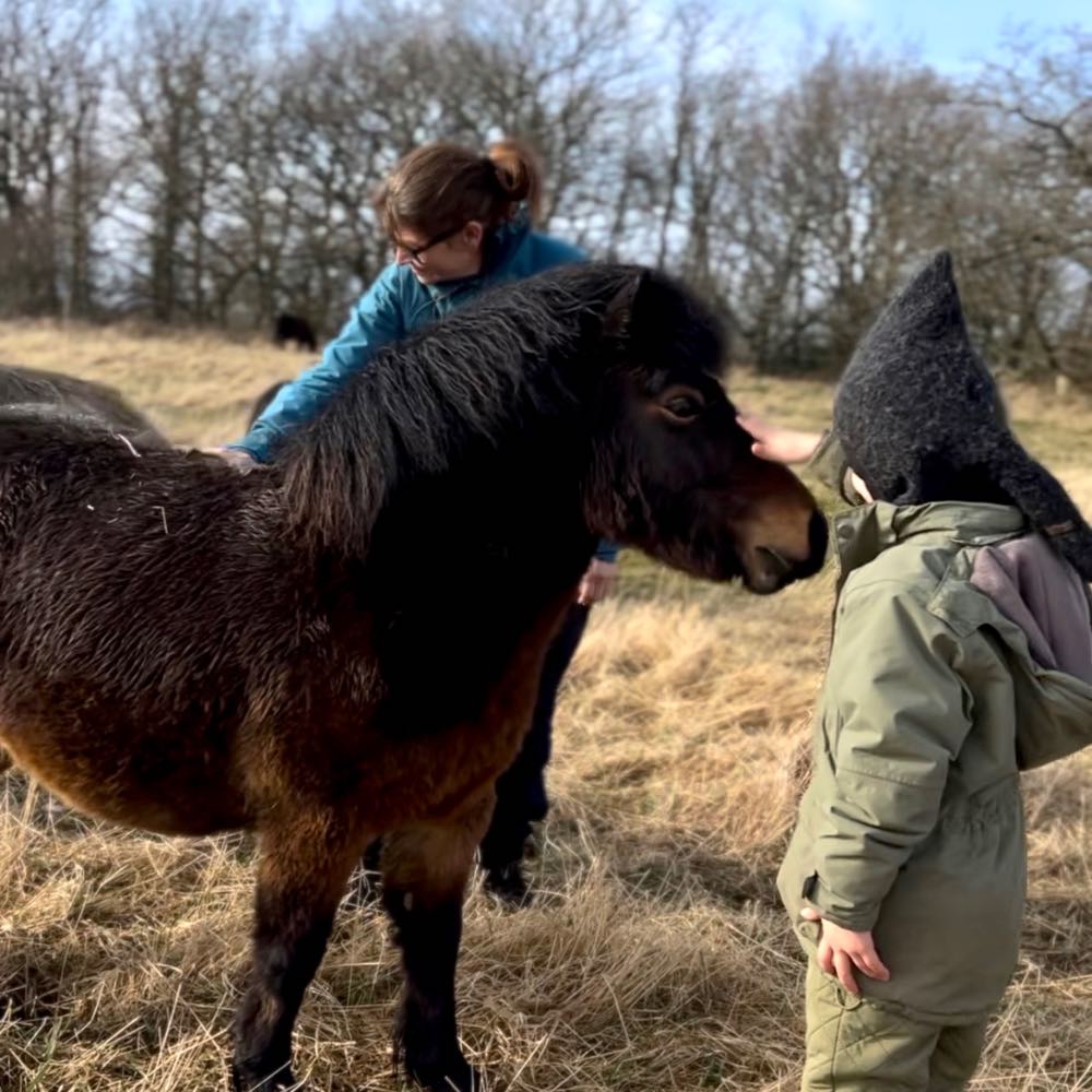 pony på sjælegård