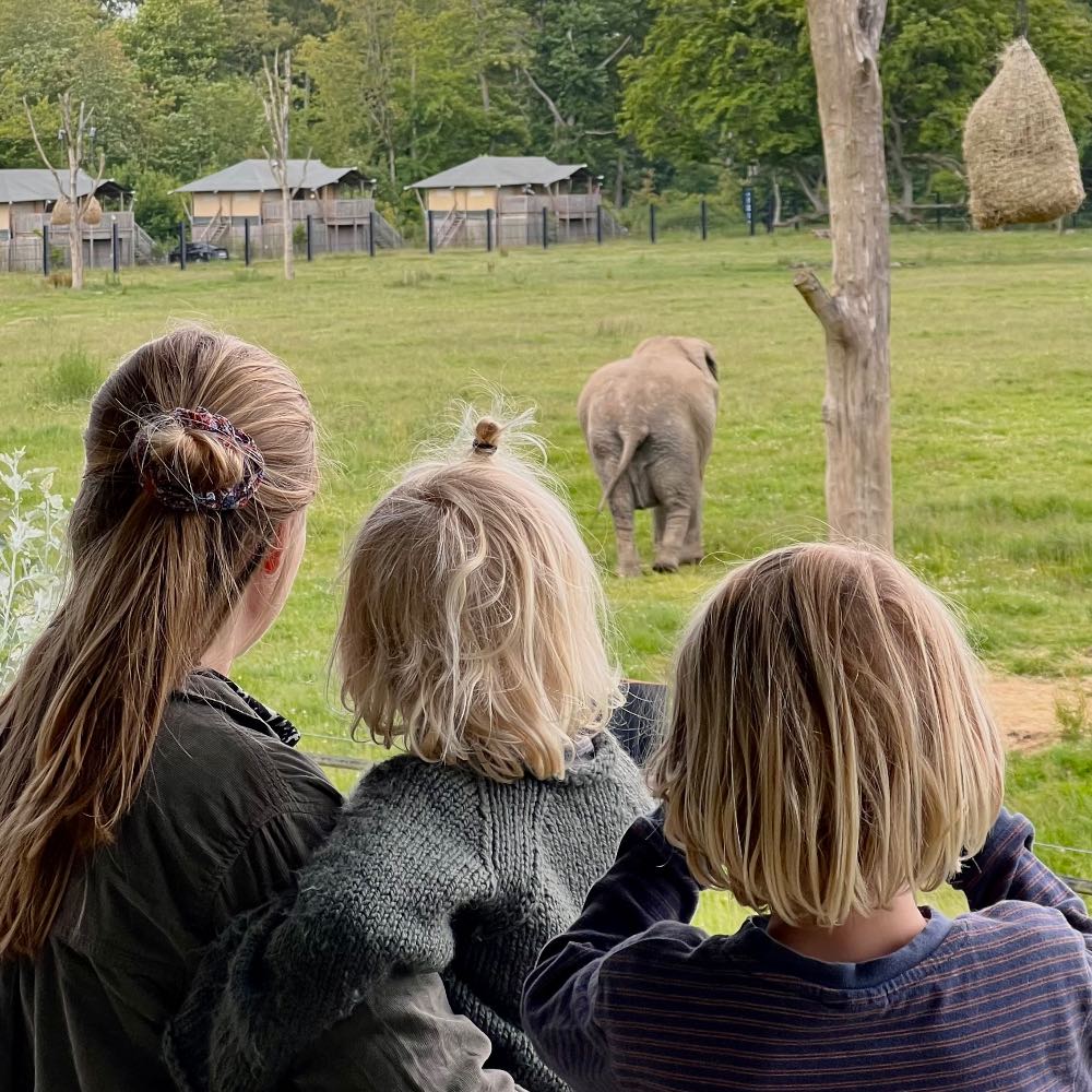 elefant savannen Knuthenborg