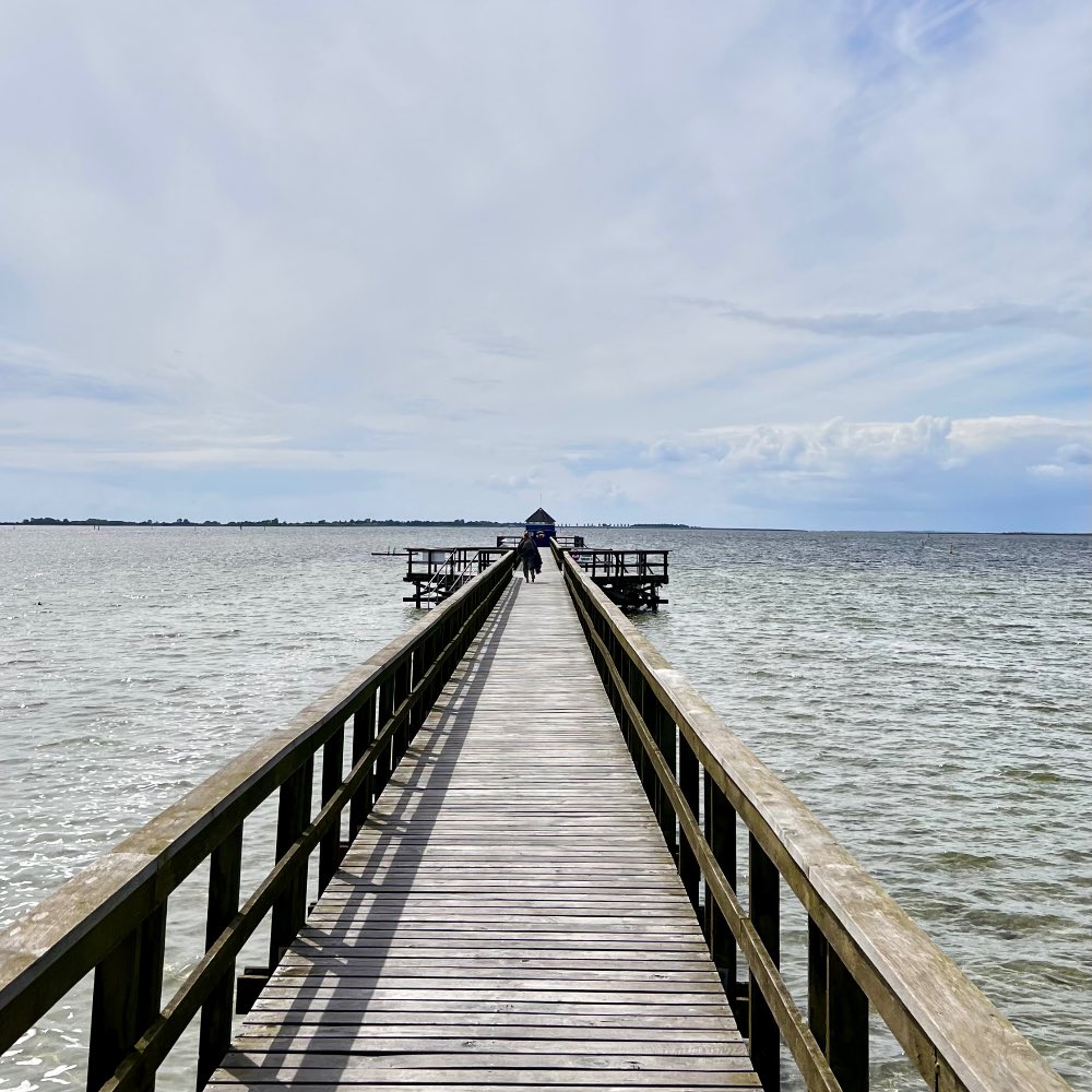 hestehoved strand Lolland