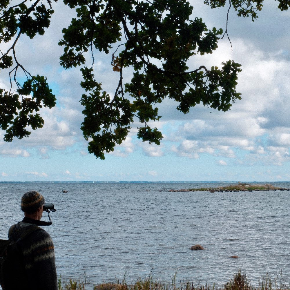 sælsafari ved kalmarsund