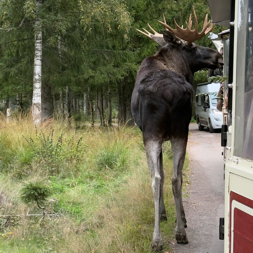 Markaryds elgsafaripark i Småland